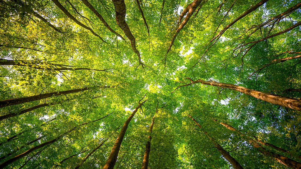 EDITORIAL - The forest for the trees | Macau Business - Vimarsana News