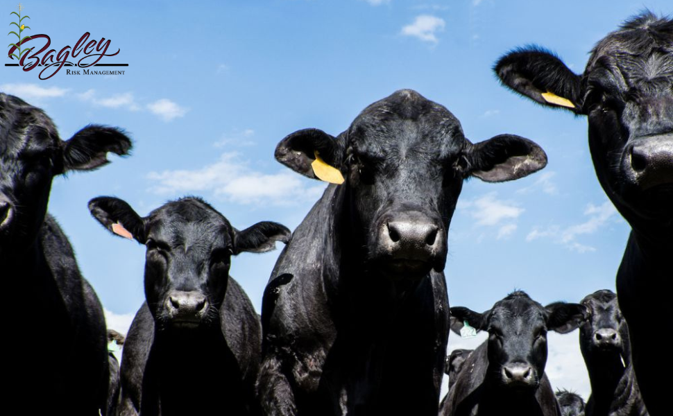 Bagley Risk Management Helps Producers Withstand Market Uncertainties